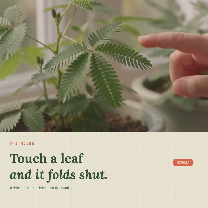 Peeka Pot - Learn to Grow Complete Garden Kit